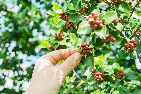 Café équitable: Comprendre sa définition et son impact sur les producteurs