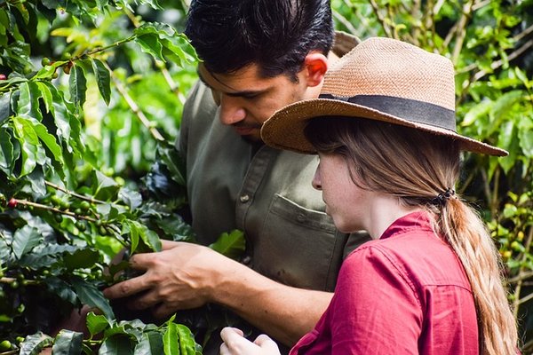 Découvrez les Secrets d'un Café de Haute Qualité : Origines, Arômes et Préparation Parfaite