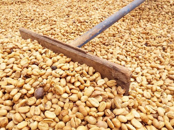 Découvrez les Notes Inouïes du Café Exotique : Voyage Sensoriel dans les Plantations les Plus Reculées